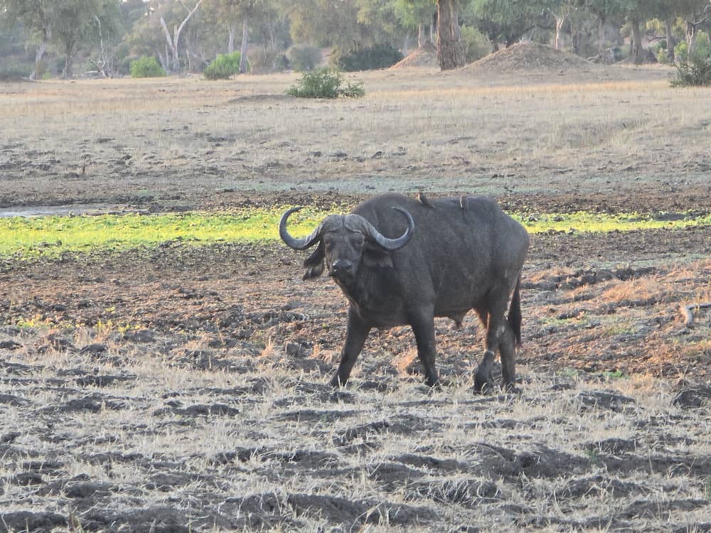 Wildlife encounters
