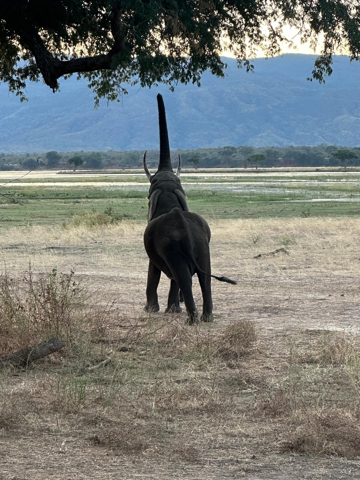 Elephant in the wild