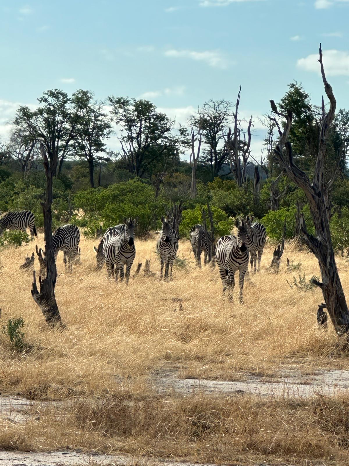 Wildlife at Matopo Hills
